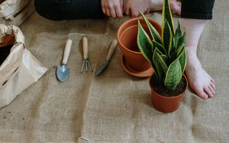 Veja como desenvolver a paciência com o cultivo de plantas -