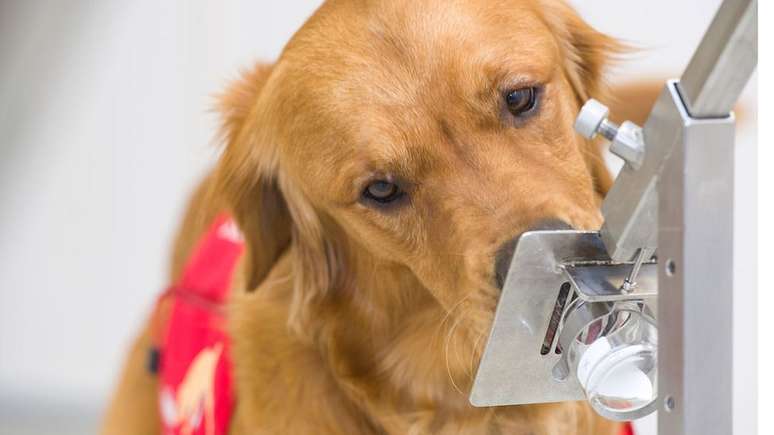Cães são capazes de sentir muito mais cheiros do que os humanos