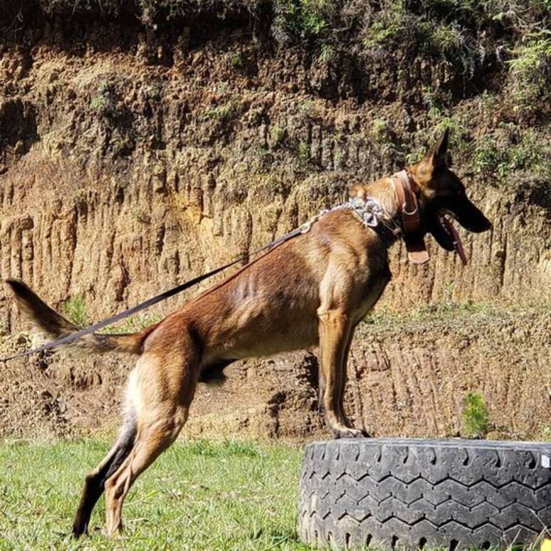 Felipe Valencia treinou os cães farejadores por sete meses