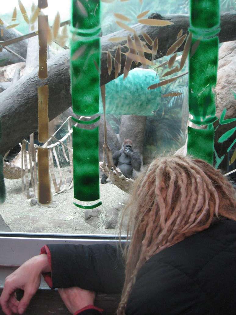 'Os gorilas me deram meu lado humano', diz Prince-Hughes