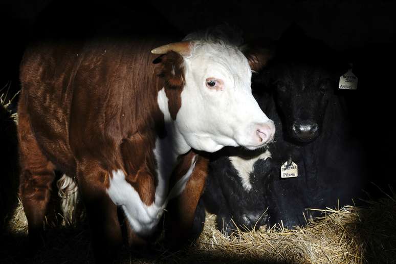 Gado da raça Angus.  REUTERS/Bing Guan