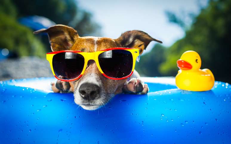 Confira 10 dicas para aliviar o calor do seu cachorro nos dias quentes