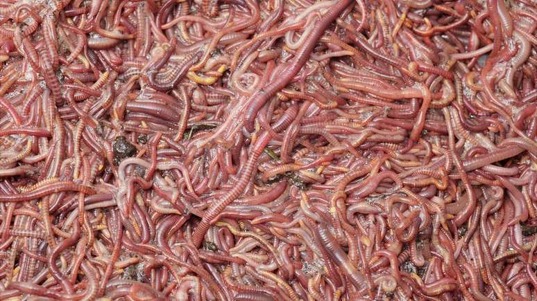 Coisas viscosas est&atilde;o entre as menos favoritas de se tocar