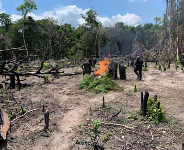 Marinha e PF  incineraram pés de maconha em Ipixuna (PA)