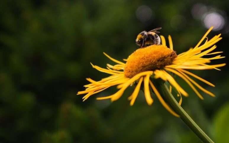Simbologia das abelhas -