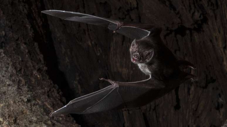 Morcegos-vampiros são os únicos mamíferos que se alimentam inteiramente de sangue