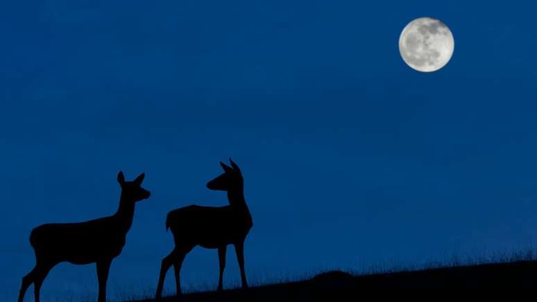 A 'Lua Azul' poderá ser vista na noite de 31 de outubro quando o céu estiver limpo.