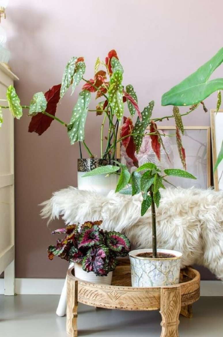 36. Existem diferentes tipos de Beg&ocirc;nia Maculata com pintinhas brancas &uacute;nicas. Fonte: Pinterest