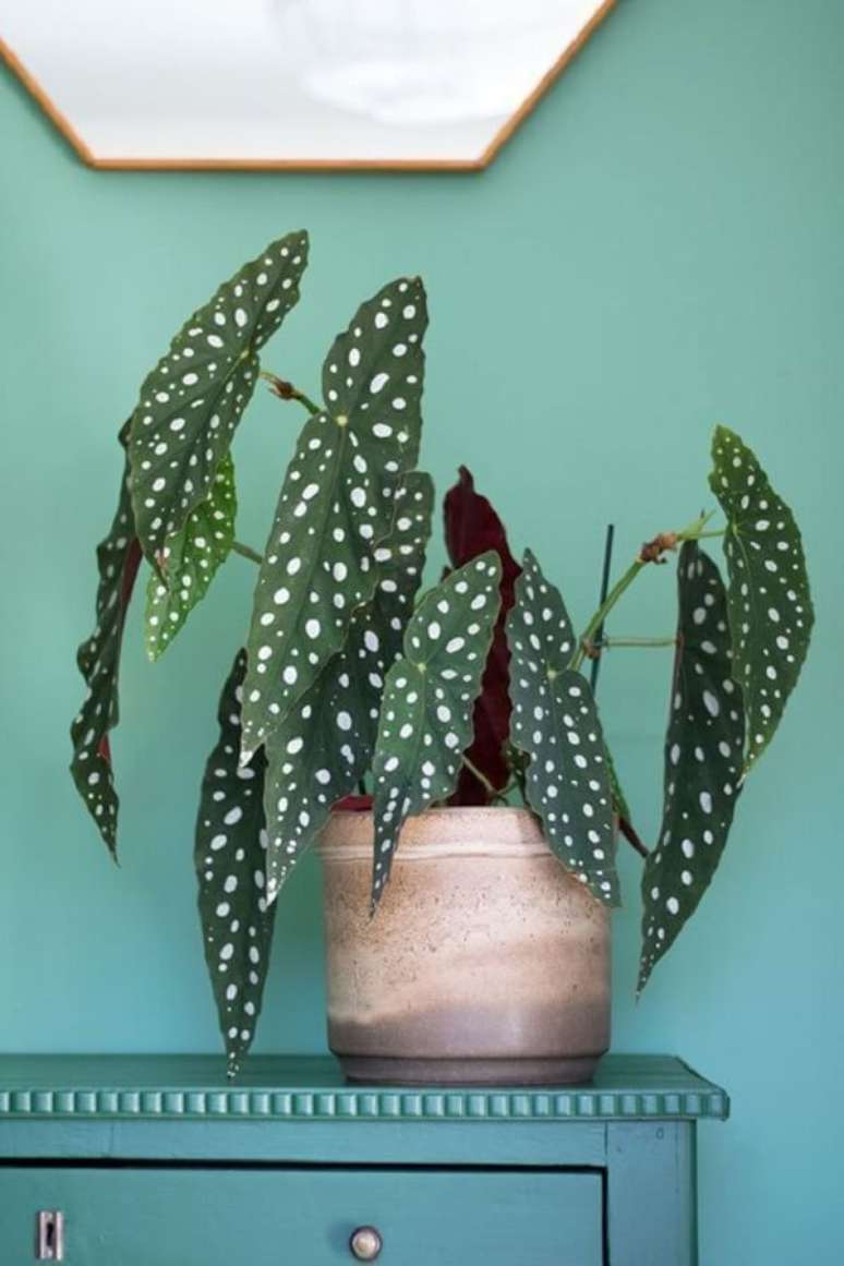 1. A Begônia Maculata é perfeita para ambientes internos e demanda poucos cuidados. Fonte: Pinterest