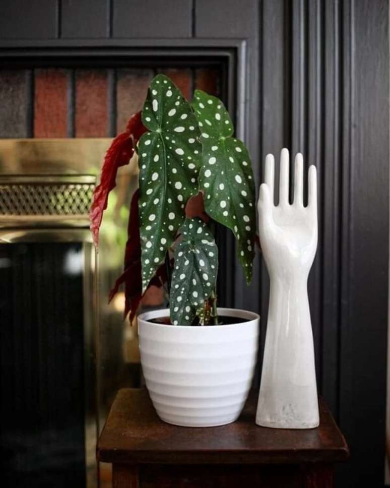 28. Os tipos de beg&ocirc;nia Maculata roubam a cena sozinha. Fonte: Jillian Baughman