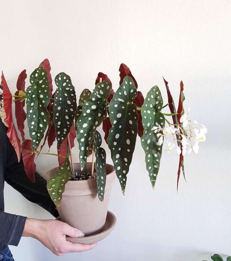 23. As flores da Beg&ocirc;nia Maculata s&atilde;o lindas. Fonte: Pinterest