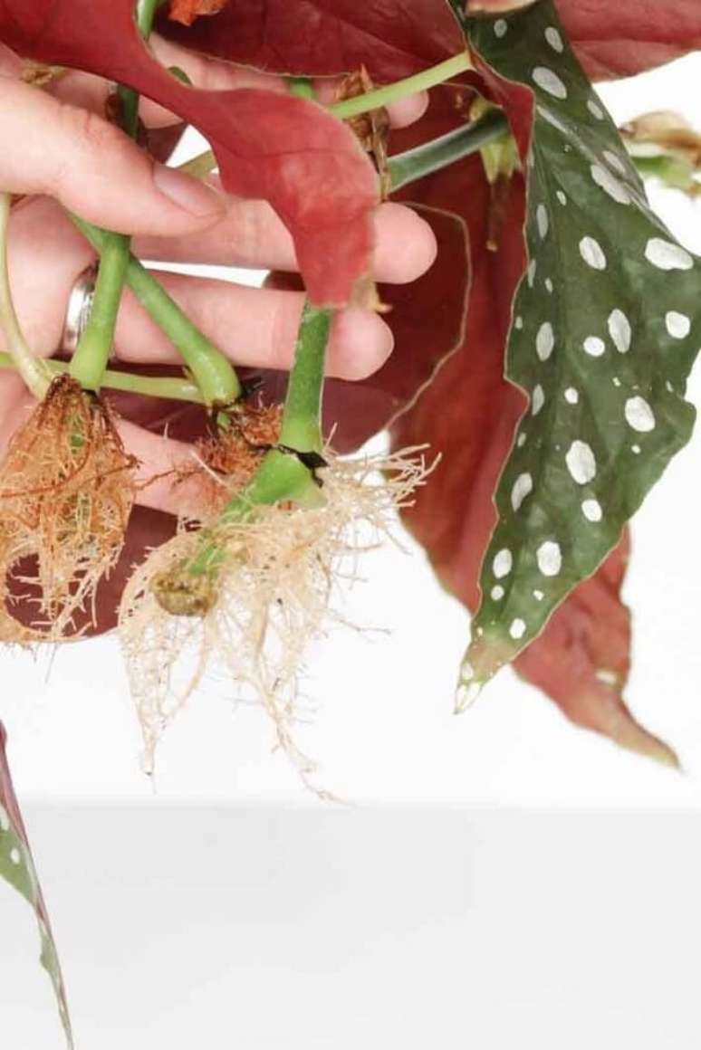 8. Crescimento das ra&iacute;zes da Beg&ocirc;nia Maculata muda. Fonte: Pinterest