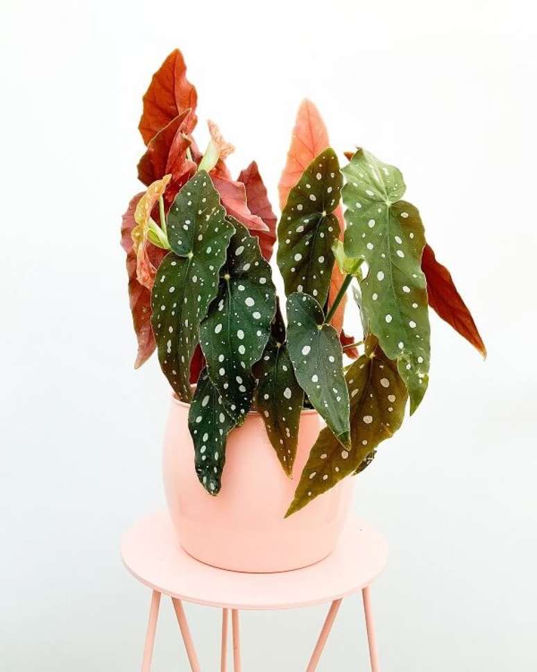 2. Cultive a Begônia Maculata em lindos cachepôs e suportes de vasos. Fonte: Pinterest