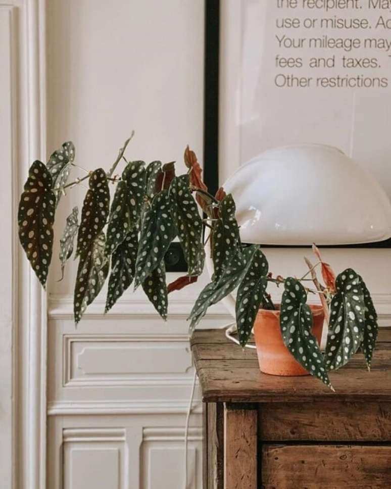 18. &Eacute; dif&iacute;cil n&atilde;o se encantar com a beleza ex&oacute;tica da Beg&ocirc;nia Maculata flor. Fonte: St&eacute;phanie Zwick