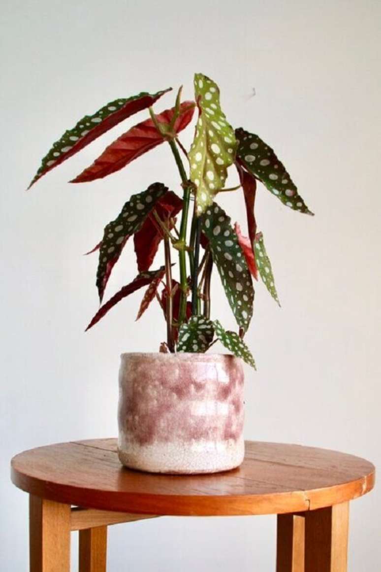 19. Escolha um vaso diferenciado para cultivar sua muda de Begônia Maculata. Fonte: Pinterest