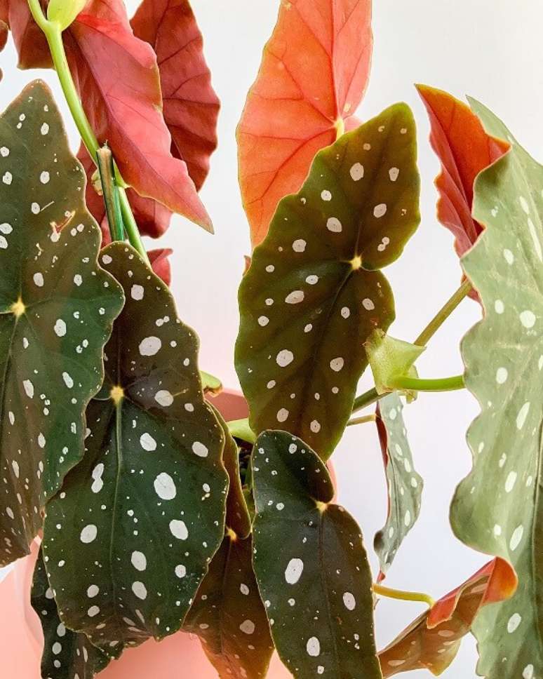 15. Aprenda como cuidar de Beg&ocirc;nia Maculata e evite o contato da folhagem com a &aacute;gua. Fonte: Pinterest