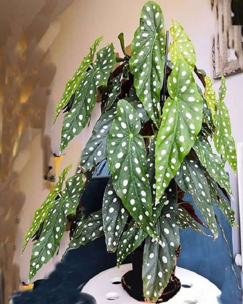 16. Mantenha a terra sempre &uacute;mida, nunca encharcada s&atilde;o alguns dos cuidados Beg&ocirc;nia Maculata. Fonte: Etsy