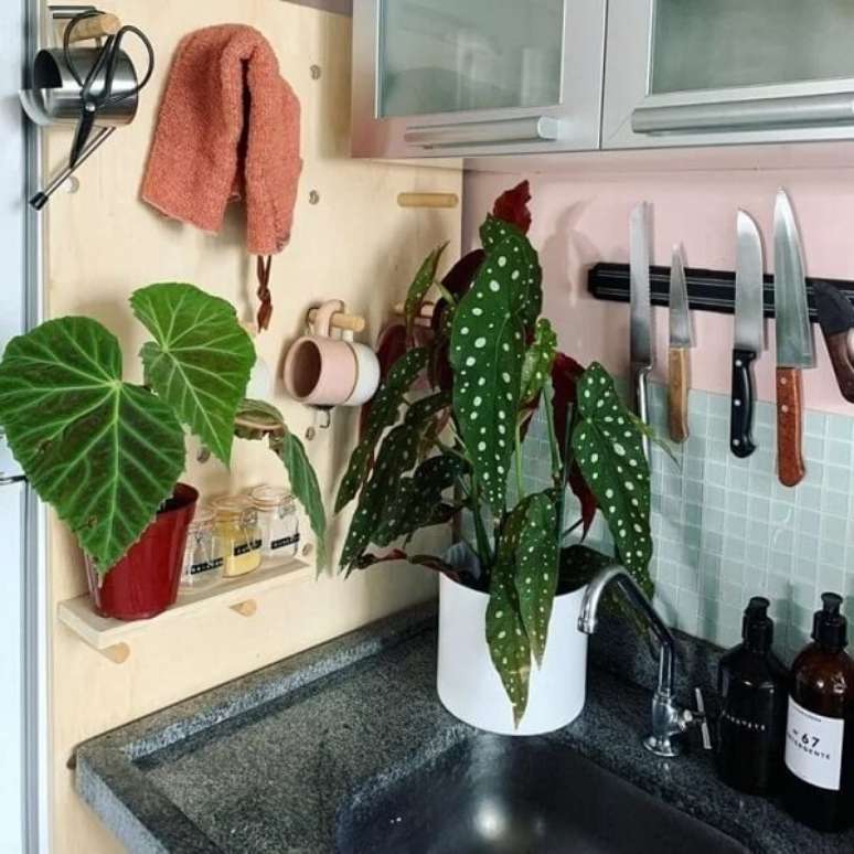 13. Que tal exibir a charmosa Beg&ocirc;nia Maculata na cozinha de casa? Fonte: Pinterest