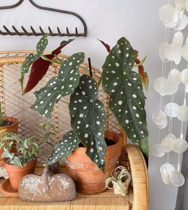 10. Reserve um espa&ccedil;o especial na sua casa para cultivar a Beg&ocirc;nia Maculata. Fonte: Topic Of Green