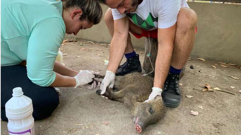 Curativos eram trocados de tr&ecirc;s a quatro dias, diz veterin&aacute;ria Mariana Machado (&agrave; esq.)