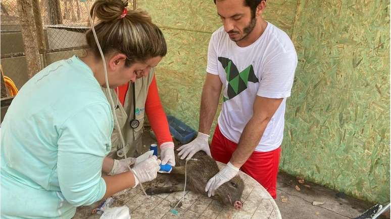 Mariana Machado (&agrave; esq.) e Roched Seba (&agrave; dir.) tratam de Benta