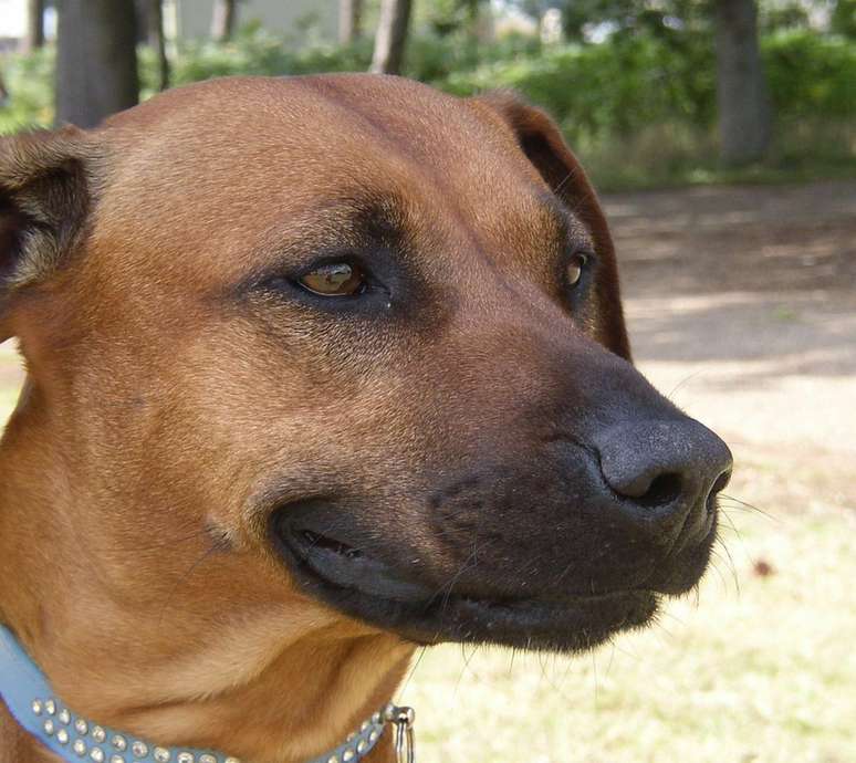 O Rhodesian Ridgeback mant&eacute;m a ancestralidade de uma antiga linhagem de c&atilde;es africanos