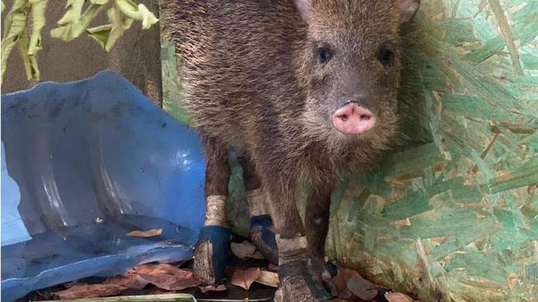 Benta ser&aacute; solta nos pr&oacute;ximos dias