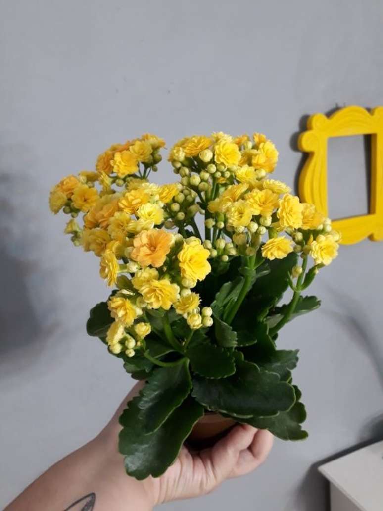 29. Entregue a flor da fortuna amarela de maneira especial – Via: Pinterest