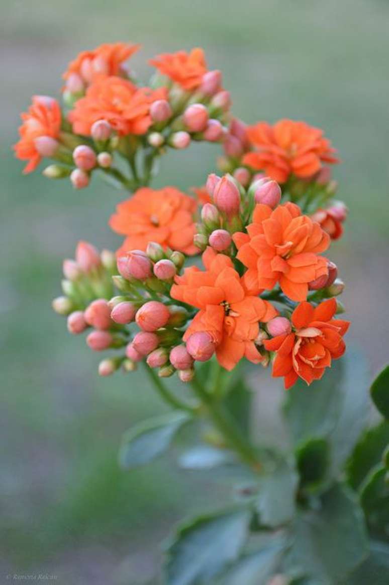 38. Flor da fortuna laranja e rosa – Via: Flickr