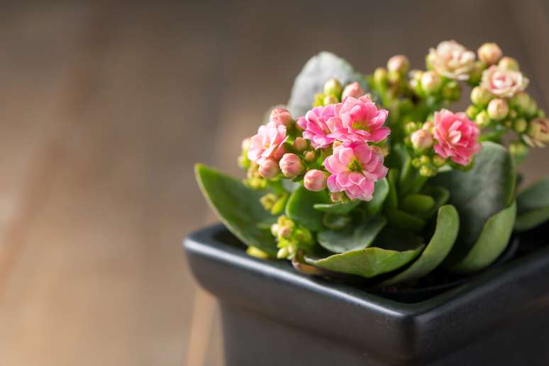 39. Flor da fortuna kalanchoe – Via: Istock