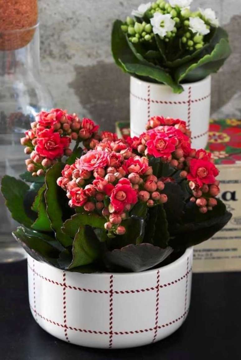 4. Flor da fortuna rosa com vaso listrado – Via: Pinterest