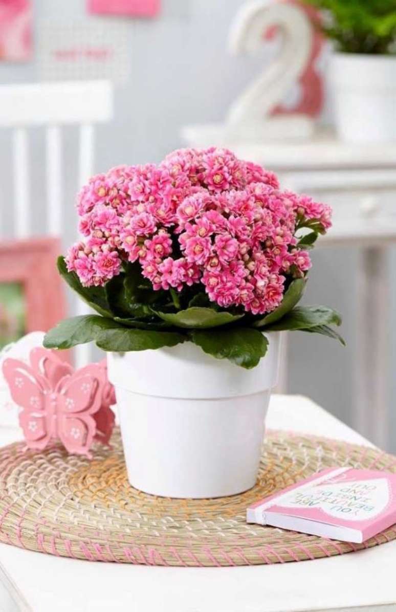 5. Flor da fortuna rosa com vaso branco – Via: Pinterest