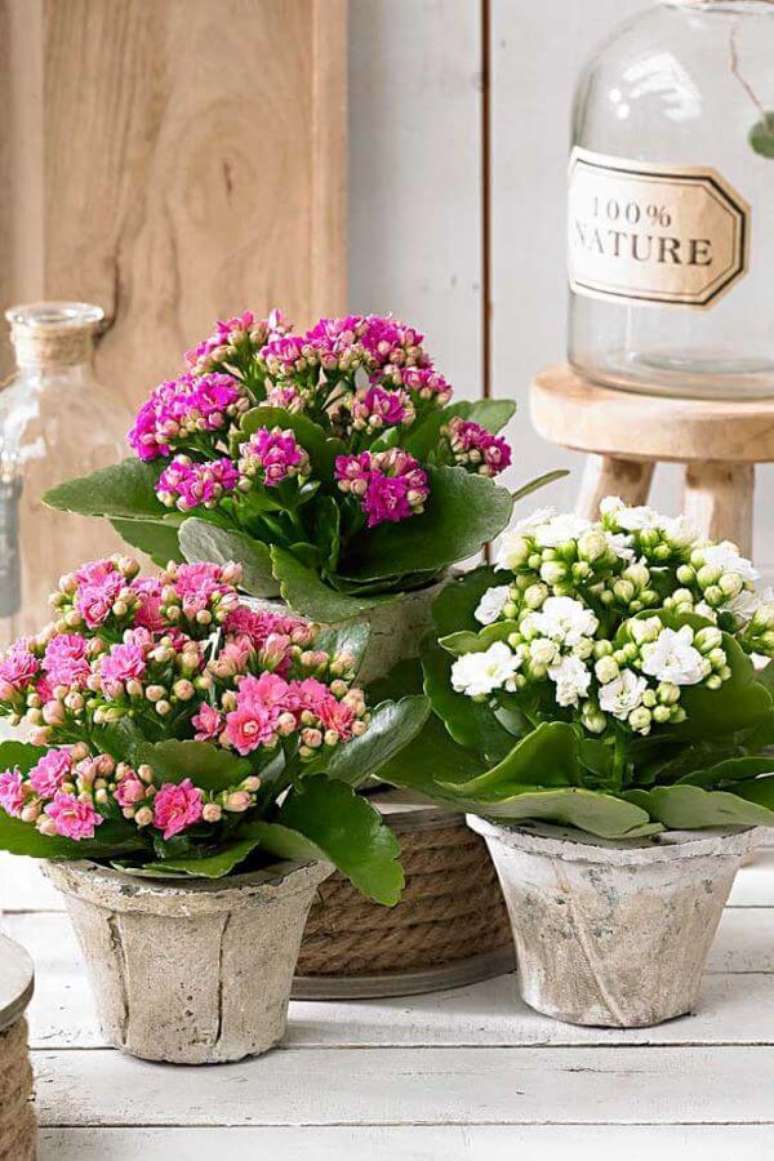 1. Use a flor da fortuna para decorar sua casa com muito charme – Via: Pinterest