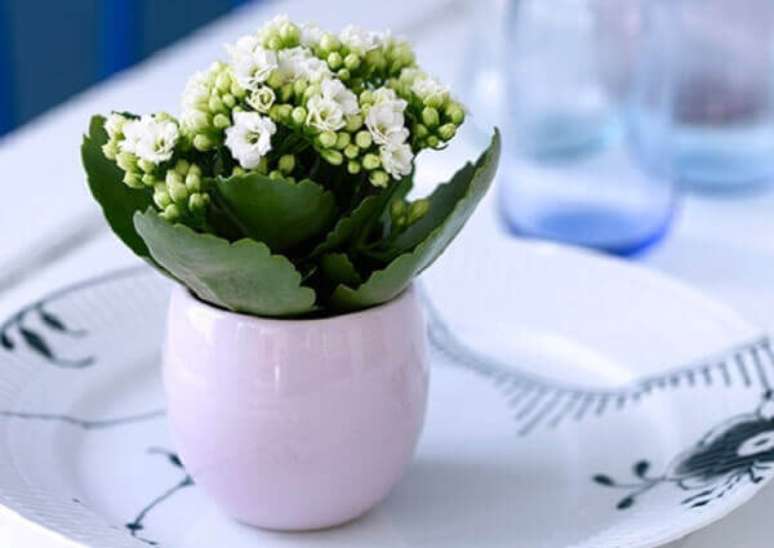 54. Flor da fortuna com vaso branco – Via: Waldan Gardens