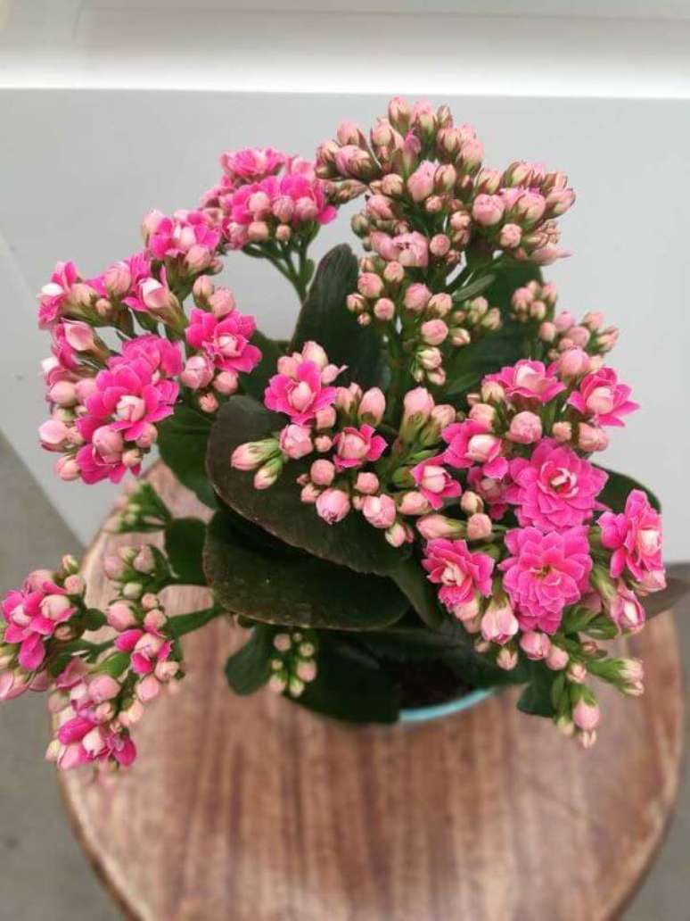 27. Flor da fortuna cor de rosa – Via: Pinterest