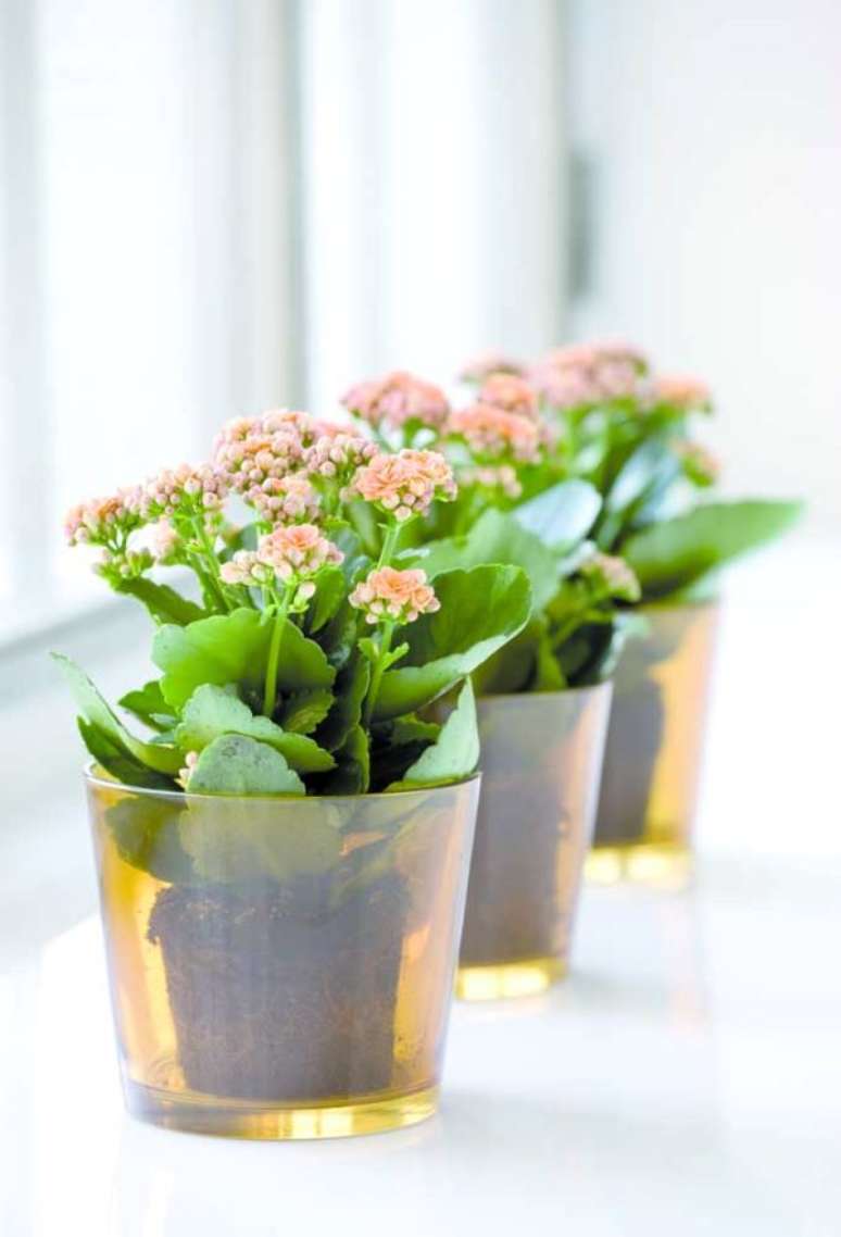 3. Coloque a flor da fortuna em janelas para receber luz o dia todo – Via: Pinterest