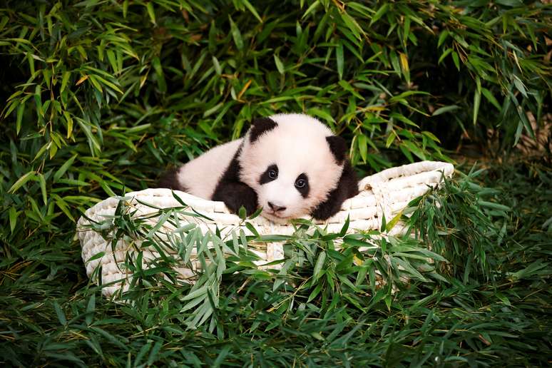 Panda Fu Bao em Yongin, na Coreia do Sul
04/11/2020 REUTERS/Kim Hong-Ji