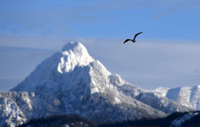 P&aacute;ssaro pr&oacute;ximo de pico congelado na Alemanha. REUTERS/Andreas Gebert/File Photo