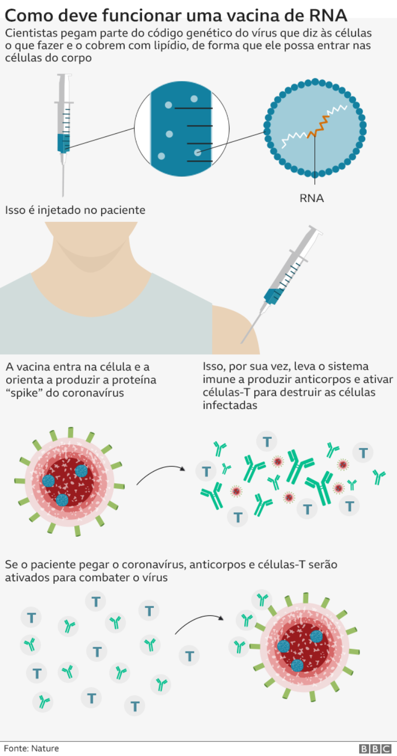 Gráfico mostra funcionamento da vacina de RNA