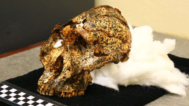 O crânio de dois milhões de anos é um espécime de Paranthropus robustus