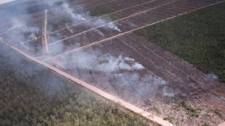 Forensic Architecture afirma que a an&aacute;lise feita por eles aponta queimadas provocadas em &aacute;reas concedidas para a empresa Korindo