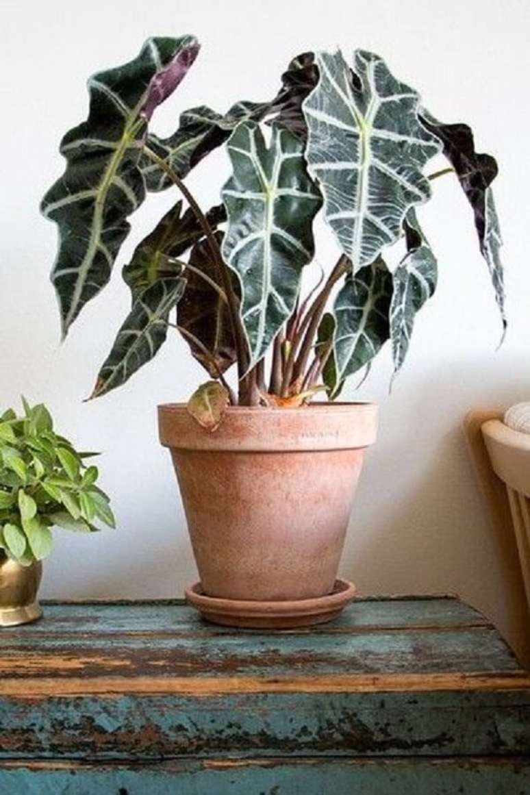 26. A Alocasia Amaz&ocirc;nica &eacute; uma planta de meia-sombra. Fonte: Pinterest
