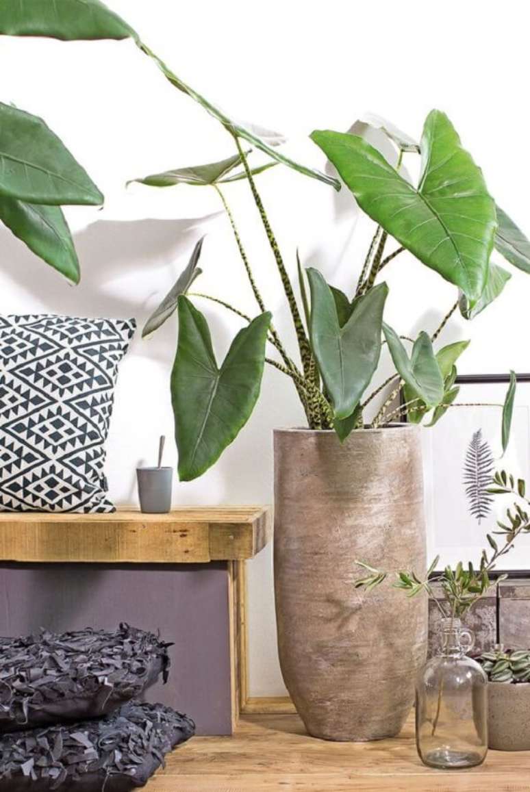 13. A Alocasia cuidados Zebrina tamb&eacute;m &eacute; uma planta t&oacute;xica se ingerida. Fonte: Pinterest