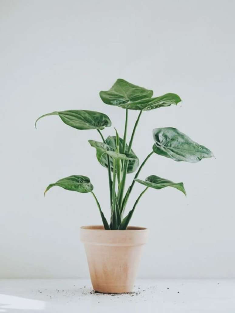2. A Alocasia Cucullata é muito cultivada em ambientes internos. Fonte: Pinterest