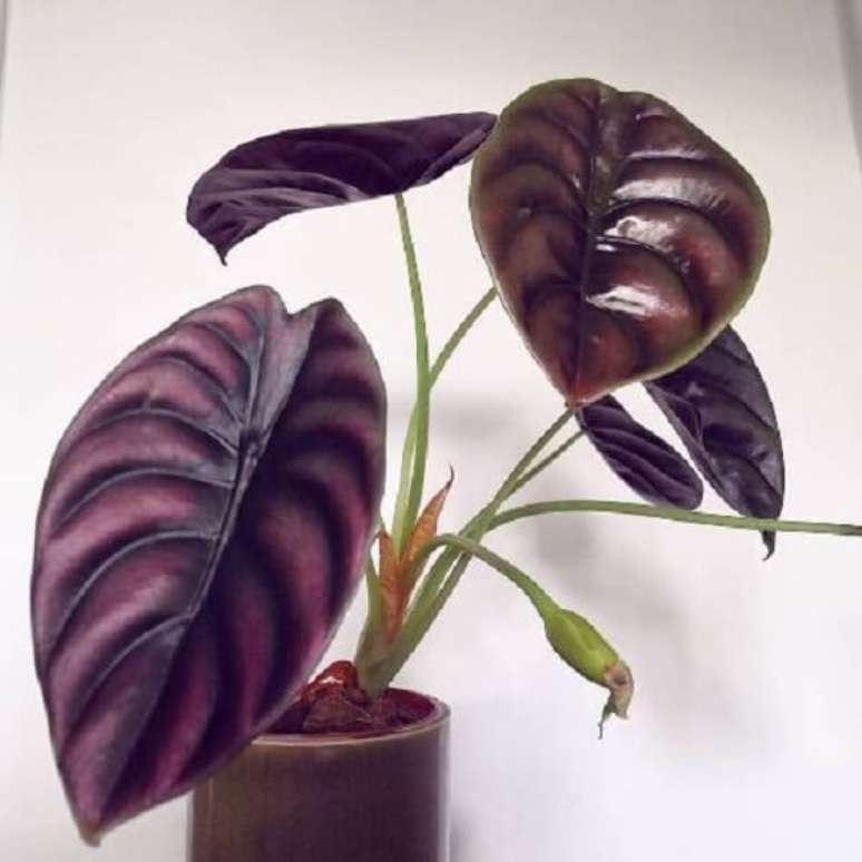 11. A Alocasia Cuprea gosta de umidade e rega frequente. Fonte: Pinterest
