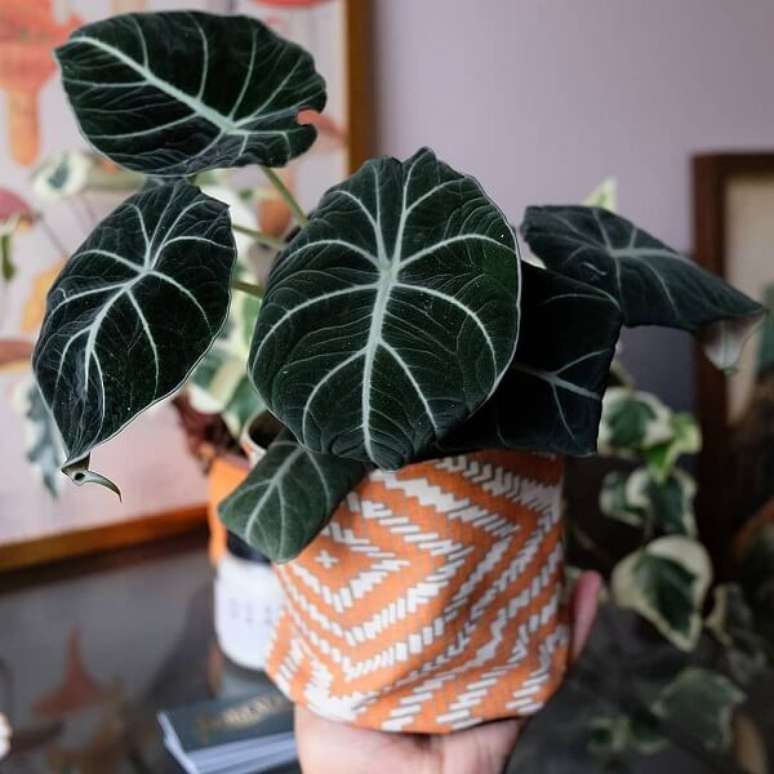 32. A Alocasia cuidados Black Velvet encanta diferentes decora&ccedil;&otilde;es. Fonte: Pinterest