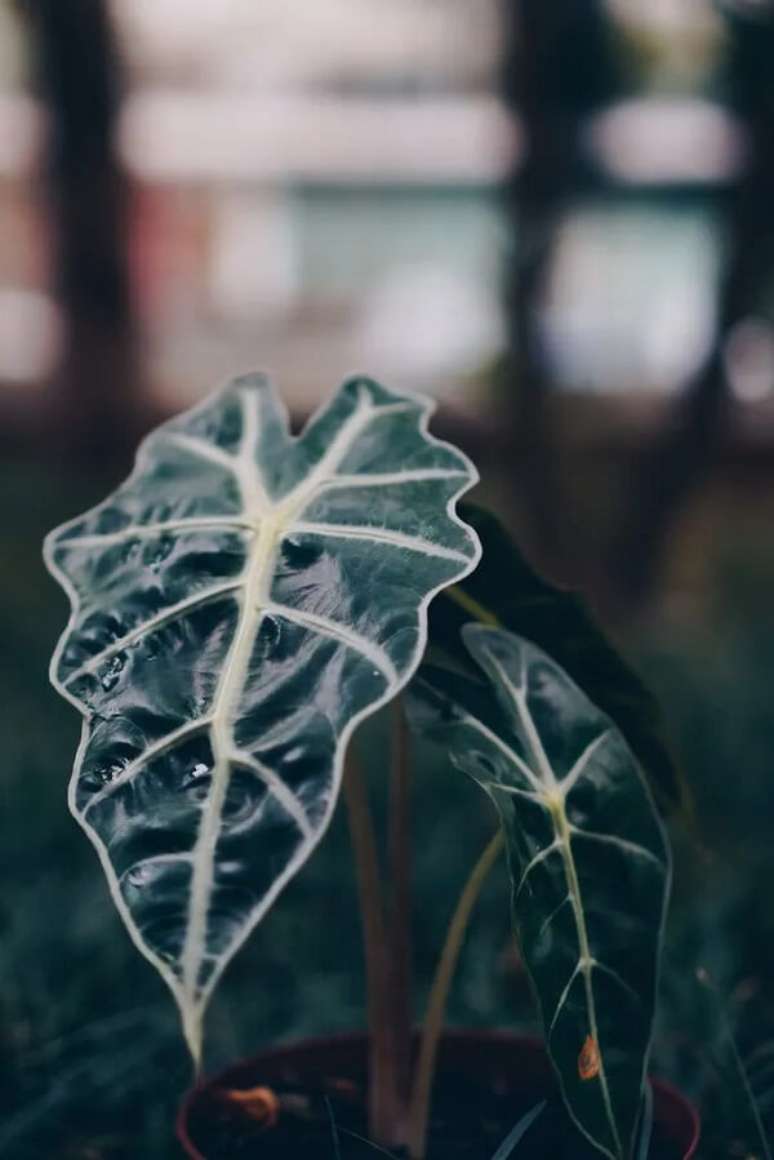 27. A Alocasia Amazônica possui folhas grandes em formato de coração. Fonte: Selvvva