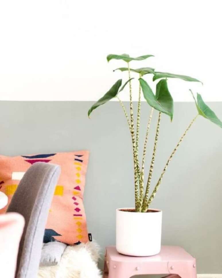 16. A Alocasia Zebrina apresenta caule zebrado. Fonte: Pinterest