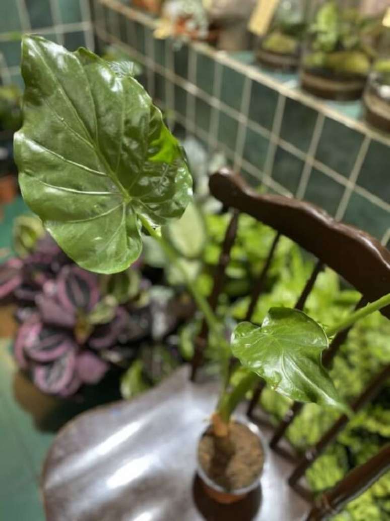 17. A Alocasia Cucullata apresenta folhagem verde bem viva. Fonte: Pinterest