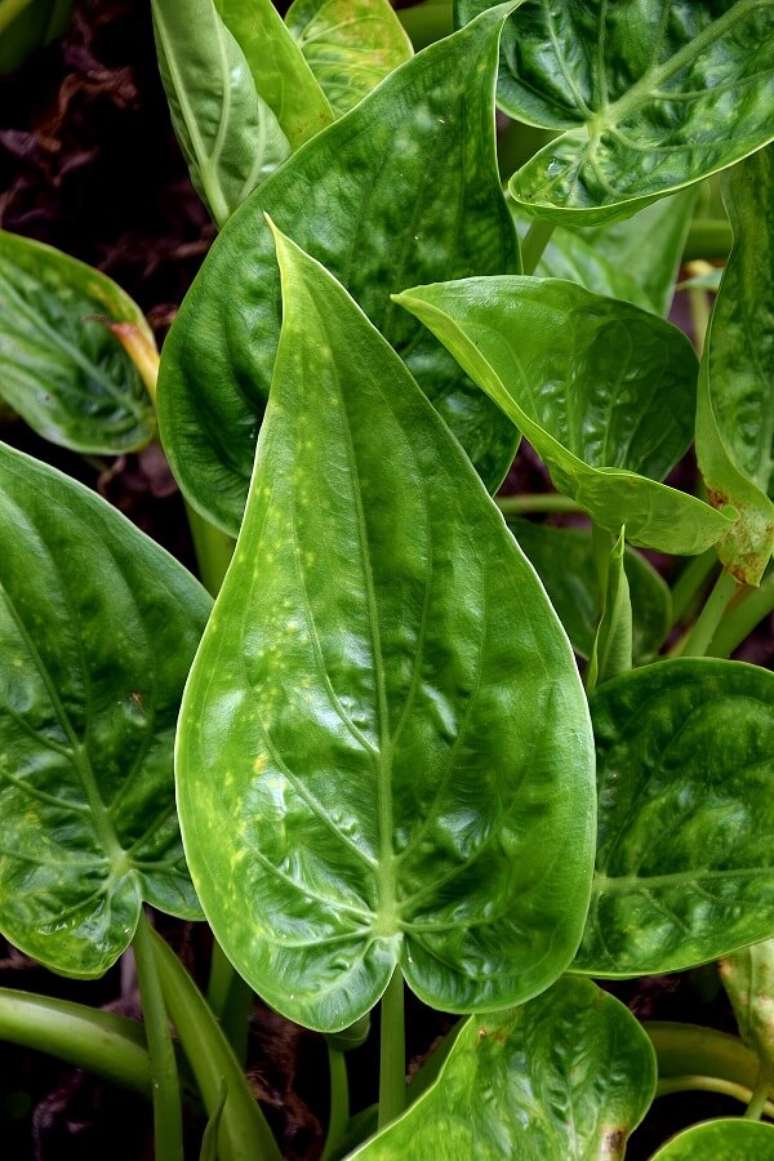 19. A folhagem bem verde da Alocasia Cucullata é majestosa. Fonte: Pinterest